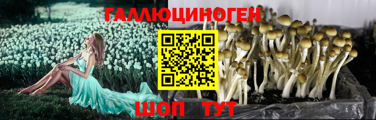Псилоцибиновые грибы MAGIC MUSHROOMS Клин
